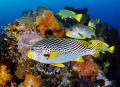 Sweetlips Snappers, Komodo, Indonésie