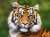 Portrait d’un tigre du Bengale