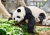 Panda endormi à Hong Kong
