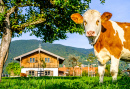 Une vache dans les Alpes autrichiennes
