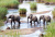 Trois éléphants traversant une rivière