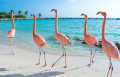 Flamants roses, île d’Aruba