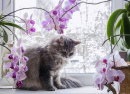 Chat sur le rebord de la fenêtre avec des orchidées