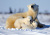 Famille de l’ours blanc, parc national Wapusk, Canada