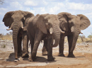 Trois éléphants en Afrique