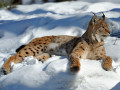Lynx dans la neige