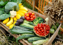Récolte de légumes