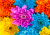 Fleurs de chrysanthème colorées