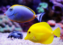 Surgeonfish et Yellow Tang
