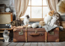 Chatons se prélassant sur une valise