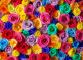 Roses multicolores