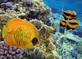 Poisson papillon masqué au récif corallien