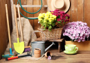 Chrysanthèmes et outils de jardinage