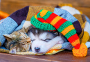 Chat tabby et chiot malamute dormant sur une couverture
