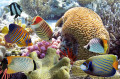 Poissons tropicaux et récifs coralliens
