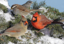 Oiseaux à une mangeoire en hiver