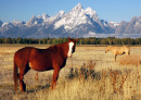 Chevaux à Grand Teton NP
