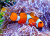 Poisson-clown et anémone de mer