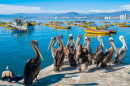 Pelicans dans le port de Coquimbo
