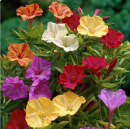 Grampa's Four O'Clocks