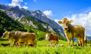 Vaches à l’Eng Alm en Autriche