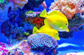 Poisson tropical Tang jaune