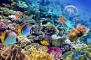 Récif corallien avec des poissons en Egypte