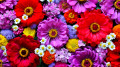 Diverses fleurs de jardin rouges et violettes