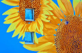 Fleurs de tournesol sur un mur de maison bleue