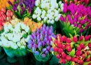 Bouquets de tulipes
