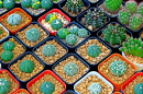 Petits cactus dans un plateau de pépinière