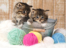 Adorables chatons avec des pelotes de laine