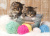 Adorables chatons avec des pelotes de laine