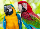 Visage en gros plan d’oiseaux colorés d’ara
