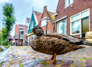 Canard et maisons traditionnelles à Volendam