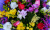 Beau bouquet de fleurs colorées