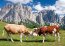 Vaches paissant dans les Dolomites