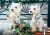 West Highland White Terriers sur le banc