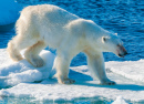 Ours polaire marchant sur la glace, Norvège
