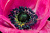 Macro d’une fleur d’anémone rose