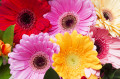 Gerberas multicolores brillants