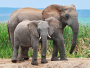 Éléphants d’Afrique