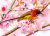 Souimanga coloré sur un cerisier en fleurs