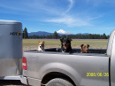 Dogs in Truck