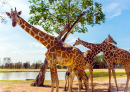 Girafes dans le parc safari