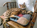 Chat Bengale adulte se reposant sur une chaise