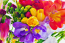 Bouquet de freesia coloré
