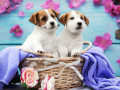 Chiens Jack Russell Terrier dans un panier