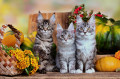 Adorables chatons Maine Coon