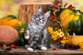 Un adorable chaton Maine Coon